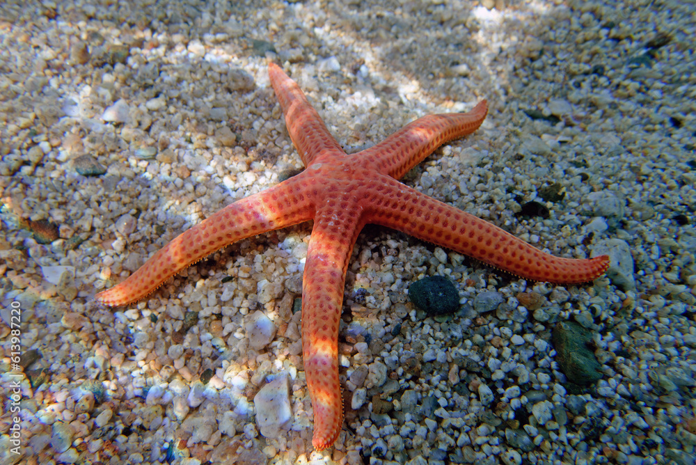 Wall mural Hacelia Orange seastar, underwater photo into the Mediterranean sea - (Hacelia attenuata)