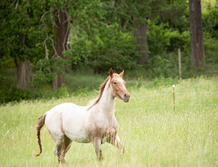 Obraz premium horse in the field
