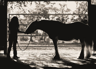 silhouette of horse