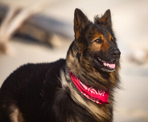 german shepherd dog