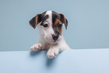 funny puppy jack russell close up