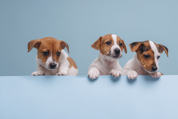 three jack russell puppies close-up, on an isolated blue background