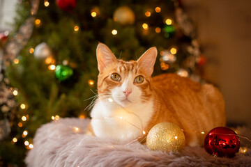 cat and christmas tree