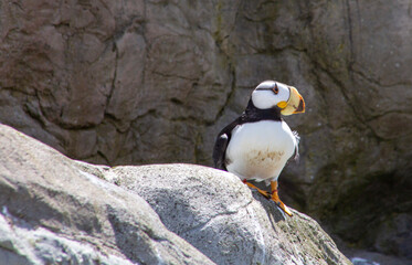 atlantic puffin or common puffin