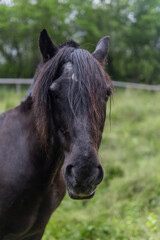 Fototapeta premium Beatiful black bay horse standing in the meadow next to wooden fence