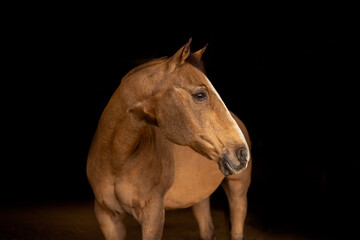 brown horse portrait
