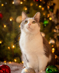 cat on the christmas tree