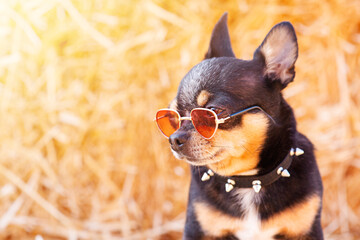 Chihuahua tricolor profile. A dog in glasses and a collar on a background of straw.
