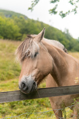 Obraz premium Buckskin, dun horse with mane eating grass while standing, tilted head