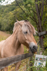 Beatiful buckskin, dun horse with mane eating with tongue on display