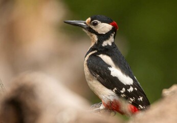 Pájaro pico picapinos