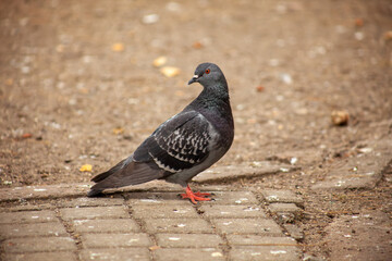 Cute pigeon, friends and city spring 2023