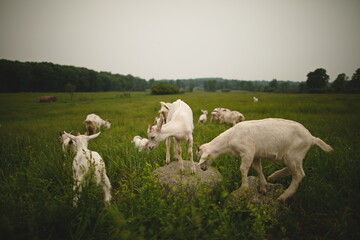 Saanan dairy goats on a small farm in Ontario, Canada.