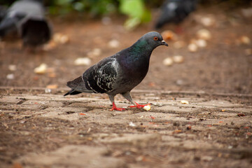 Cute pigeon, friends and city spring 2023