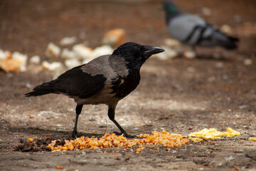 Raven feeding, stand on the ground, spring 2023