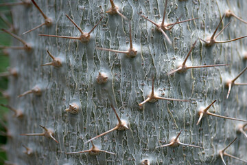 アアソウカイ　トゲのある木