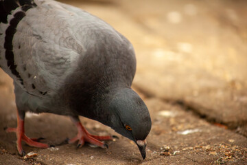 Cute pigeon feeding bread crumbs close-up, friends and city spring 2023