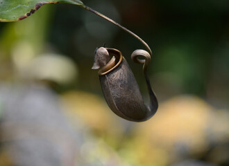 ネペンテス・ビカルカラタ