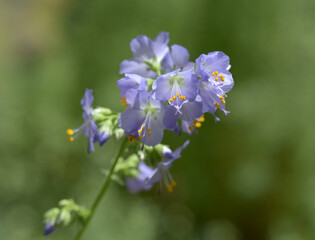 ポレモニウム・カエルレウム