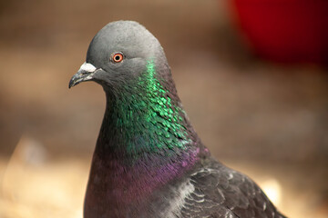 Cute pigeon close-up, friends and city spring 2023
