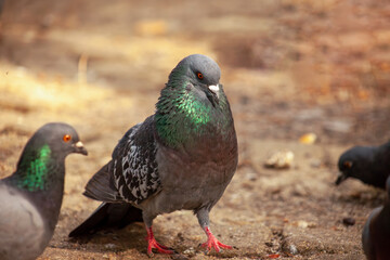 Cute pigeon, friends and city spring 2023.