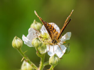 Heath Fritillary Feeding on a Bramble Flower