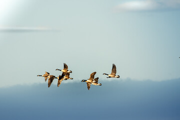 flock of geese
