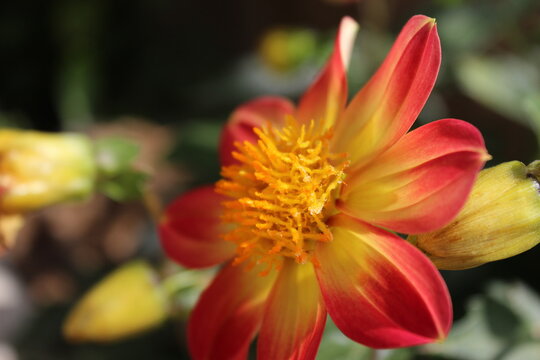 Flor -pistilos macro