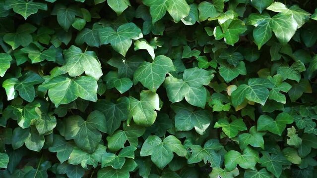 Ivy Hedera plant that fills the wall of the house. Green living wall
