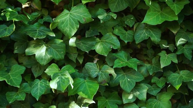 Sun spots Ivy Hedera plant filling the wall of the house. Wind gusts shake leaves