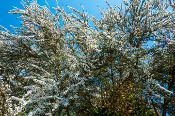 Detail of the Birmingham Botanical Gardens
