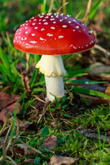 
Close-up of a red toadstool