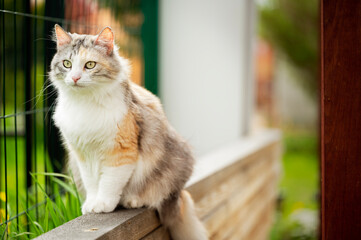 Portrait of a beautiful cat in the garden