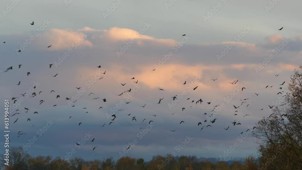 Poster evening view with horizon of autumn forests and trees and flying flock of birds rooks against clouds