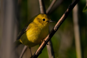 yellow warbler