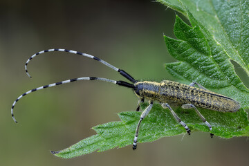 Scheckhorn-Distelbock - Agapanthia villosoviridescens
