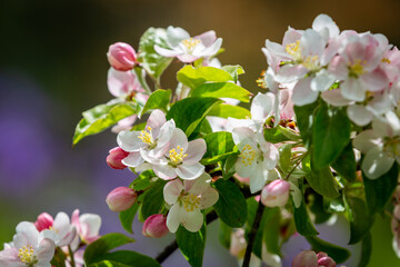 Pretty spring blossom in the sunshine, with a shallow depth of field