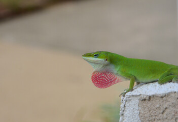 Green Anole (Anolis carolinensis) shows it dewlap