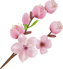 Realistic blooming cherry flowers and petals illustration,cherry blossom. pink sakura flower background. cherry blossom flower blooming, transparent, png