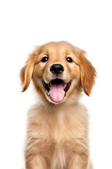 golden_retriever puppy