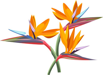 tropical flower. Strelitzia orange tropical flower. Exotic tropical Strelitzia flower or bird of paradise.realistic style, transparent, png, flat, cartoon © 151115