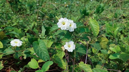 Hogvine flower (Camonea umbellata). Old scientific name is Merremia umbellata.