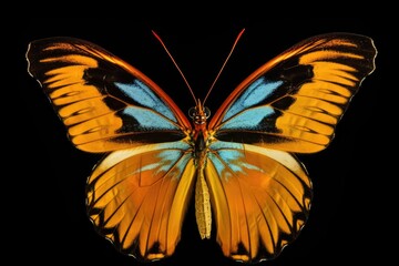 Colorful butterfly isolated on black background, close up. Generative AI
