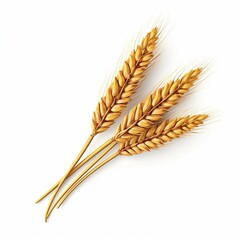 Wheat ears isolated on white background, wheat isolated into white background