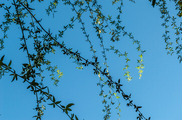 Branches on sky background