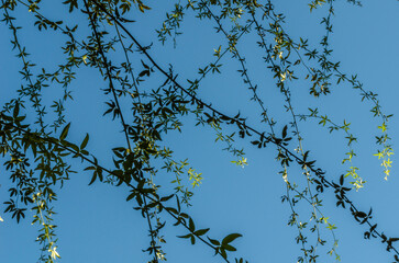 Branches on sky background