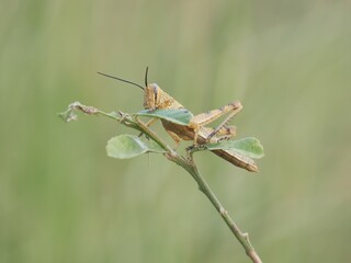 the grasshopper is on a leaf with a blurry green background