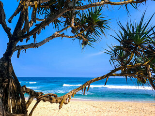 View of beautiful beach at summer with pandanus tectorius tree as the foreground