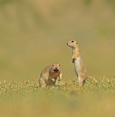 Angry animals. Anatolian Souslik-Ground Squirrel in Turkey