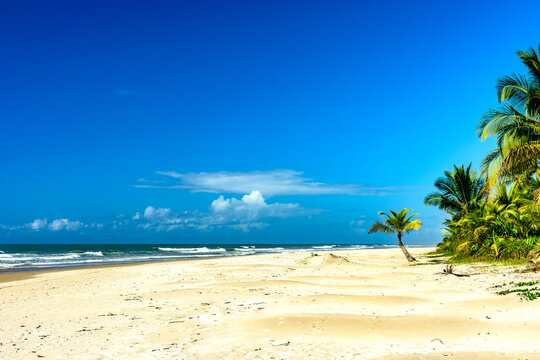 Coconut trees by the sea at the beautiful Sargi beach in Serra Grande on the coast of Bahia